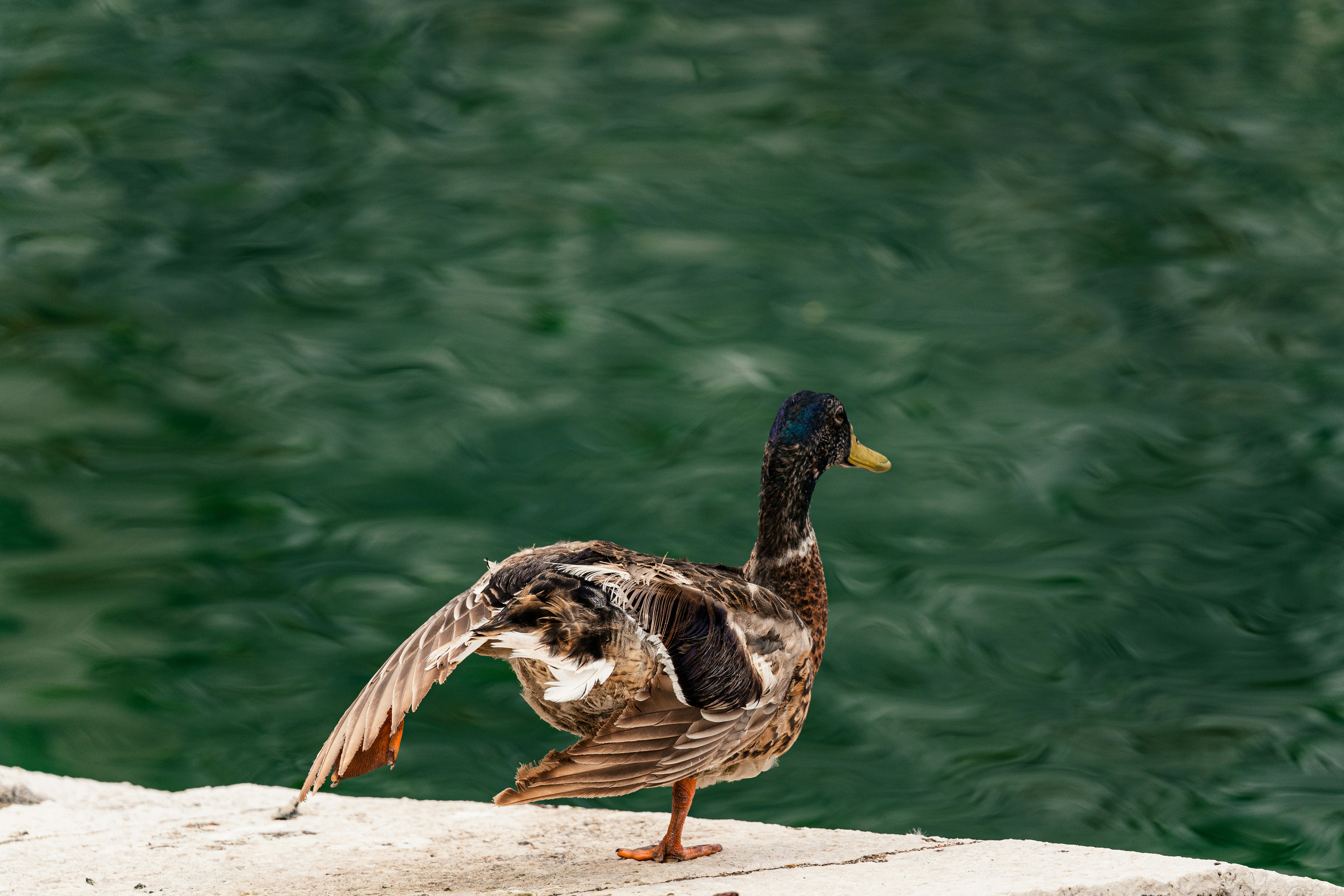 Photo by thestefankostic