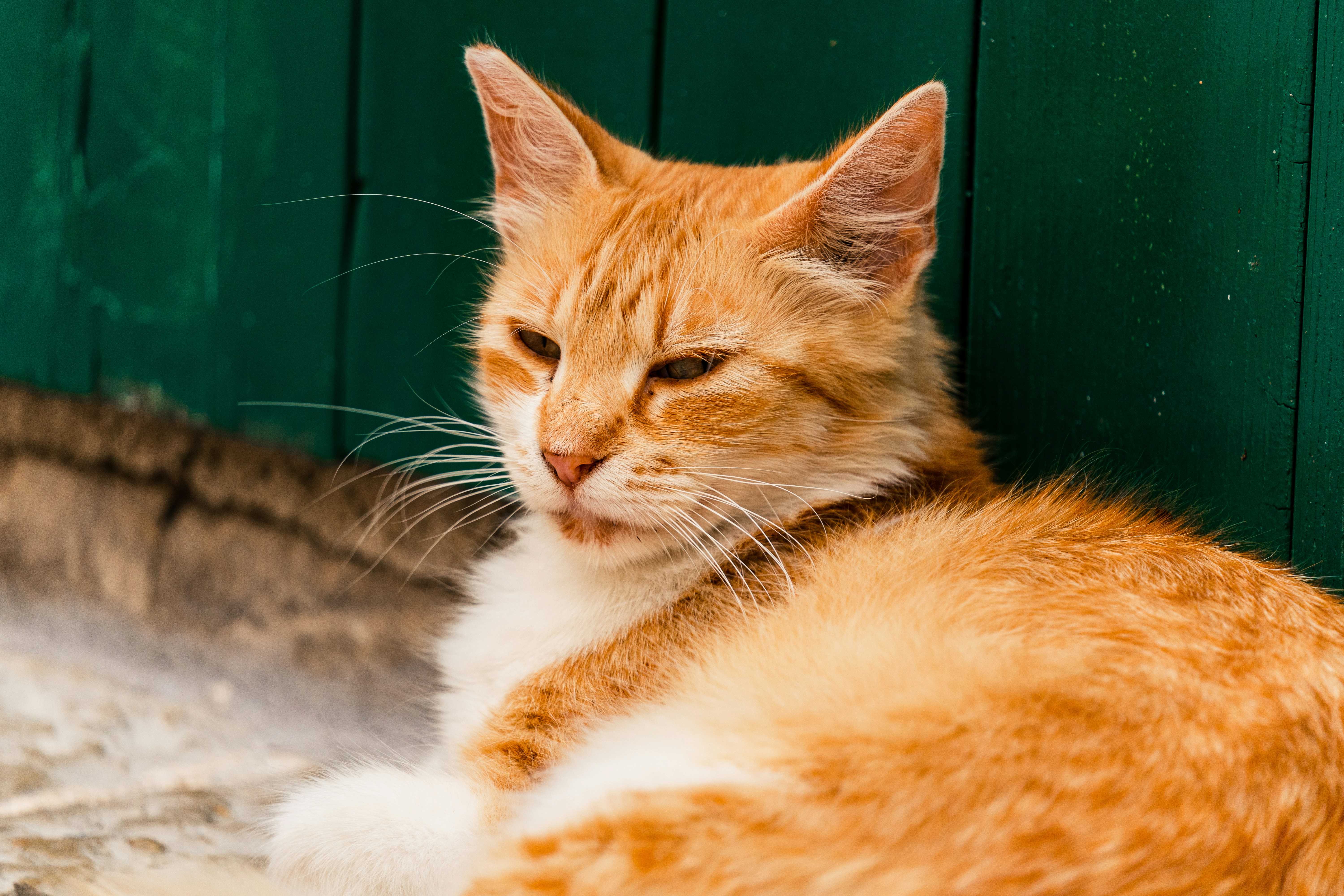 Photo by thestefankostic