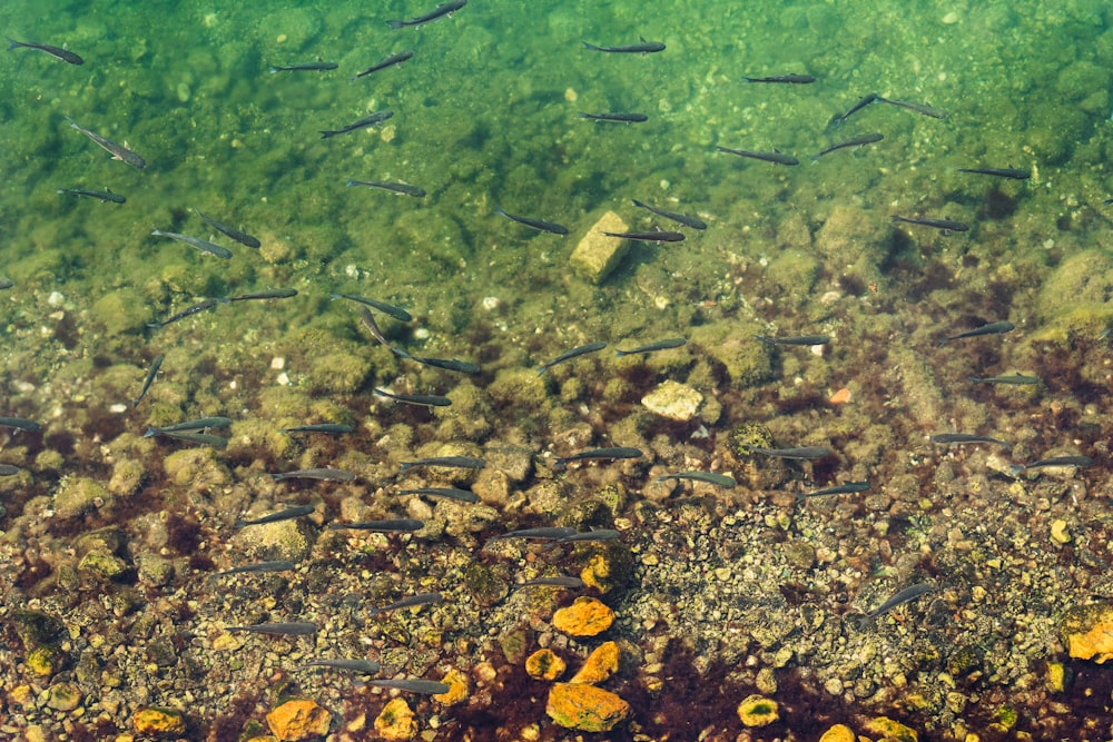 a group of fish swimming on top of a body of water