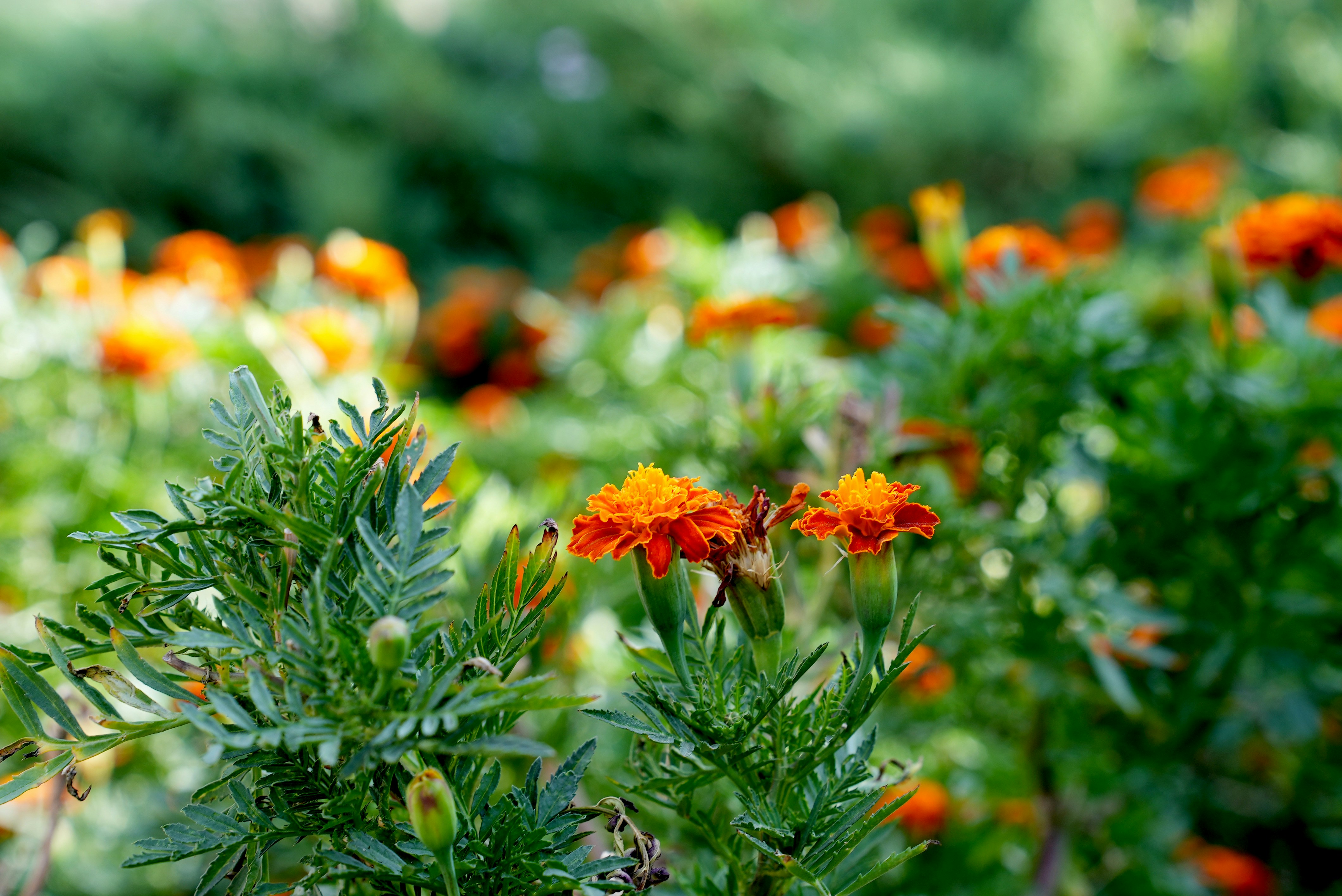 Photo by rafieeartist