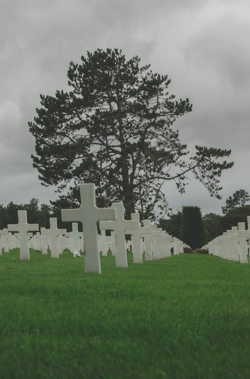 Un cementerio con muchas lápidas y un árbol al fondo