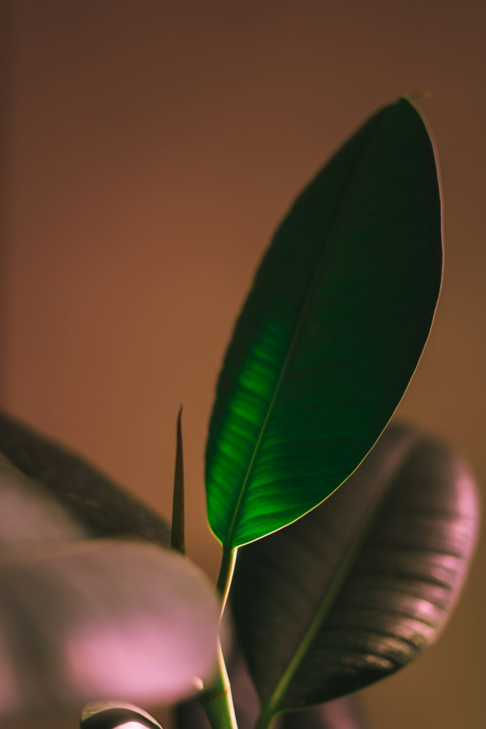 a close up of a green leaf on a plant