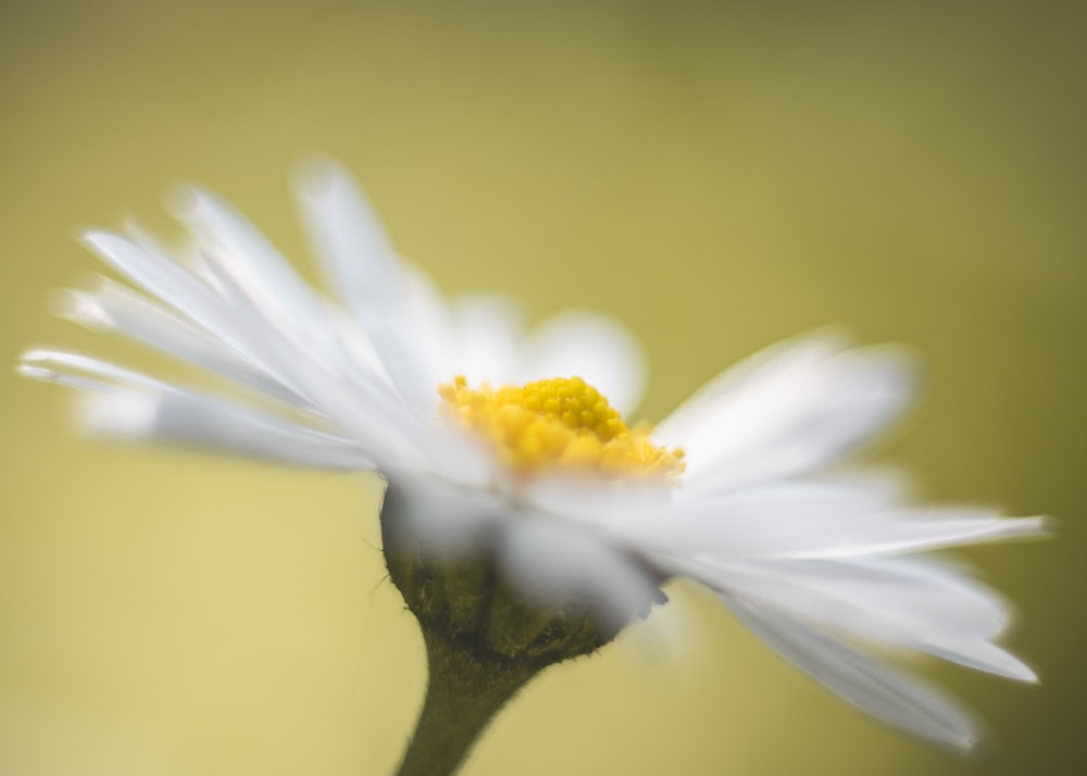 a close up of a white flower with a yellow center