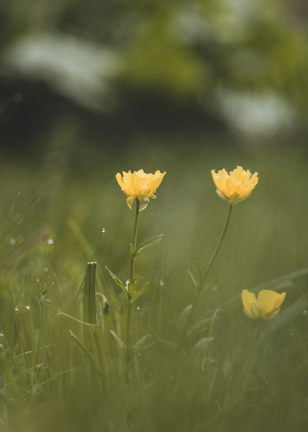 a group of yellow flowers in a grassy field