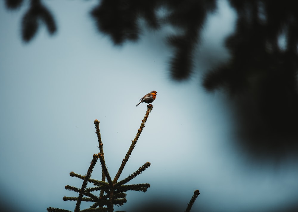 un petit oiseau perché au sommet d’une branche d’arbre