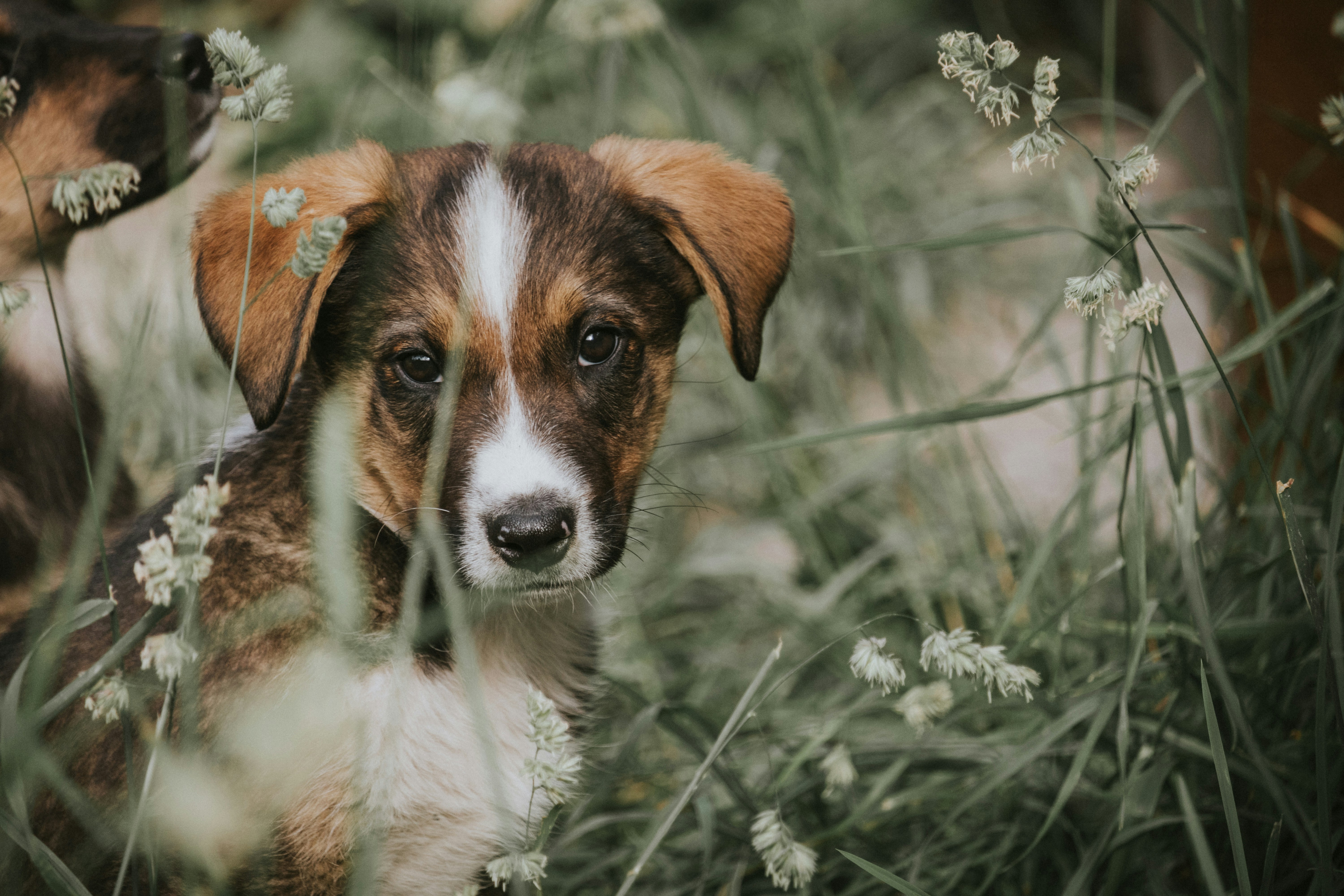 How to Spot and Treat Folliculitis in Dogs