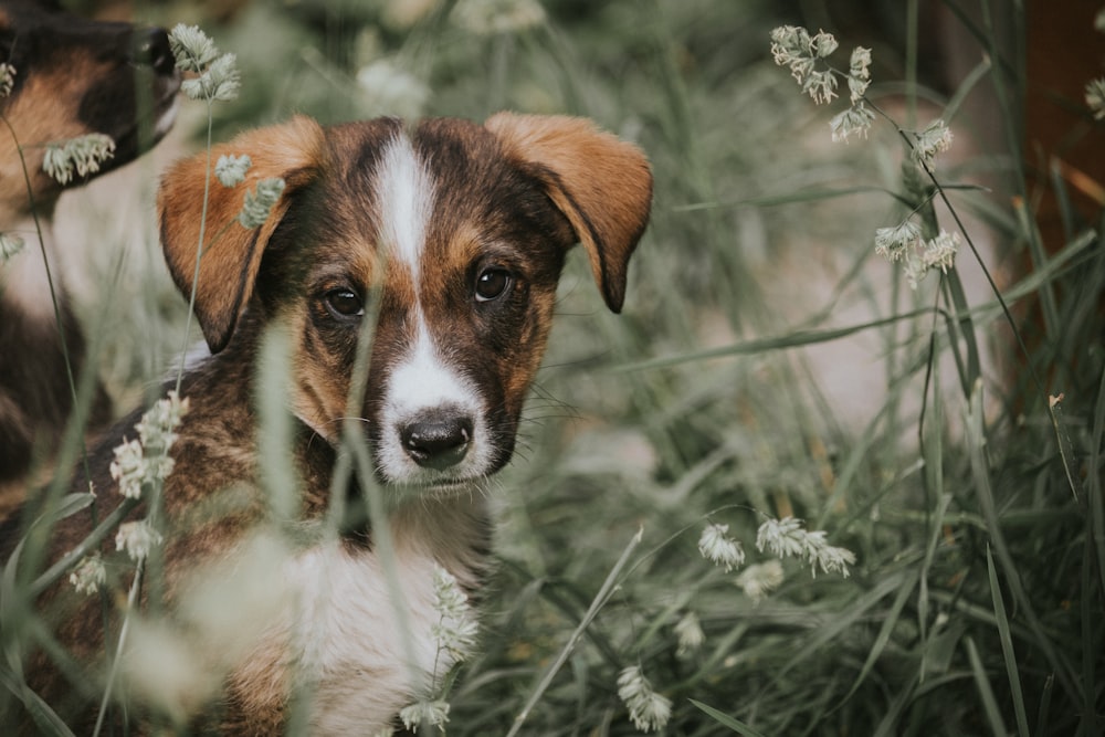 a brown and white dog sitting in a field of flowers