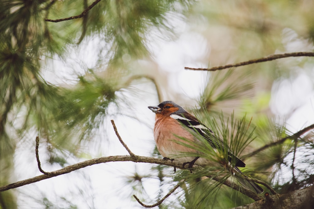 a small bird perched on top of a tree branch