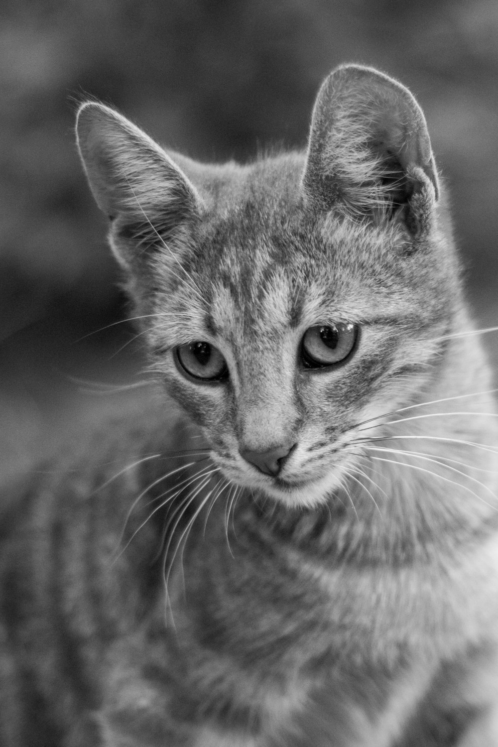 a black and white photo of a cat