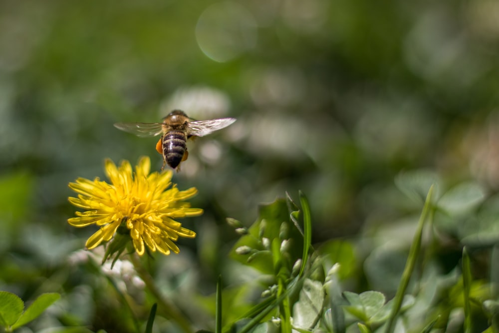 野原の黄色い花の上を飛ぶ蜂
