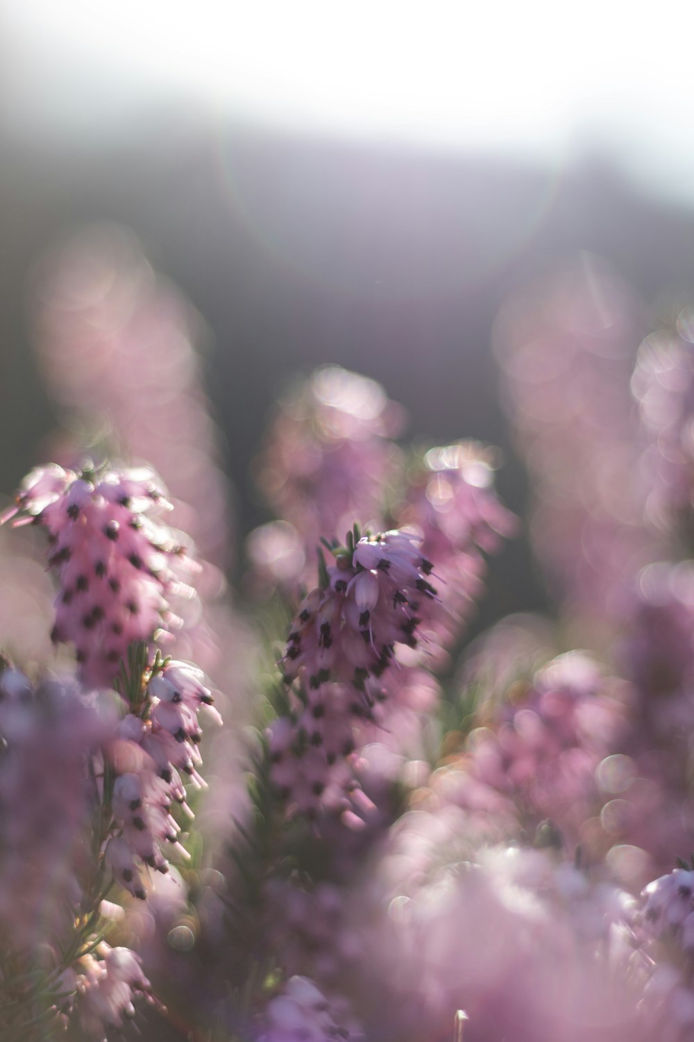 Un mazzo di fiori viola in un campo