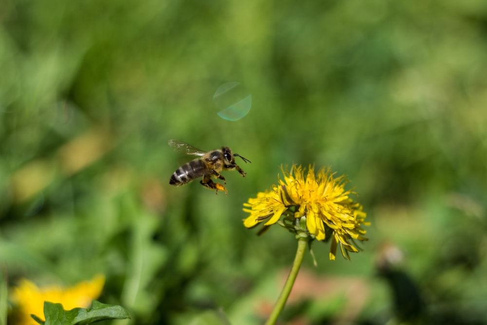 a bee flying away from a dandelion flower