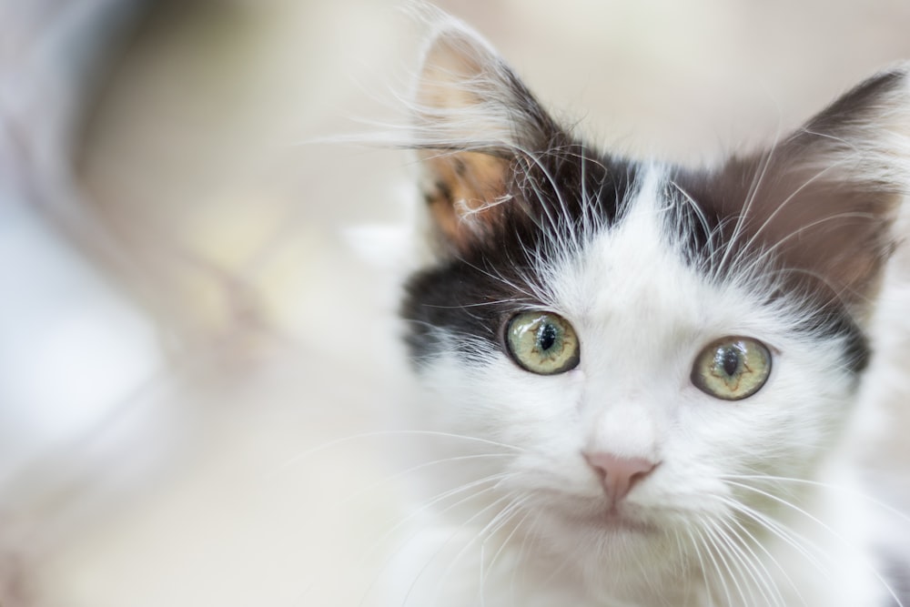 a close up of a cat with a blurry background