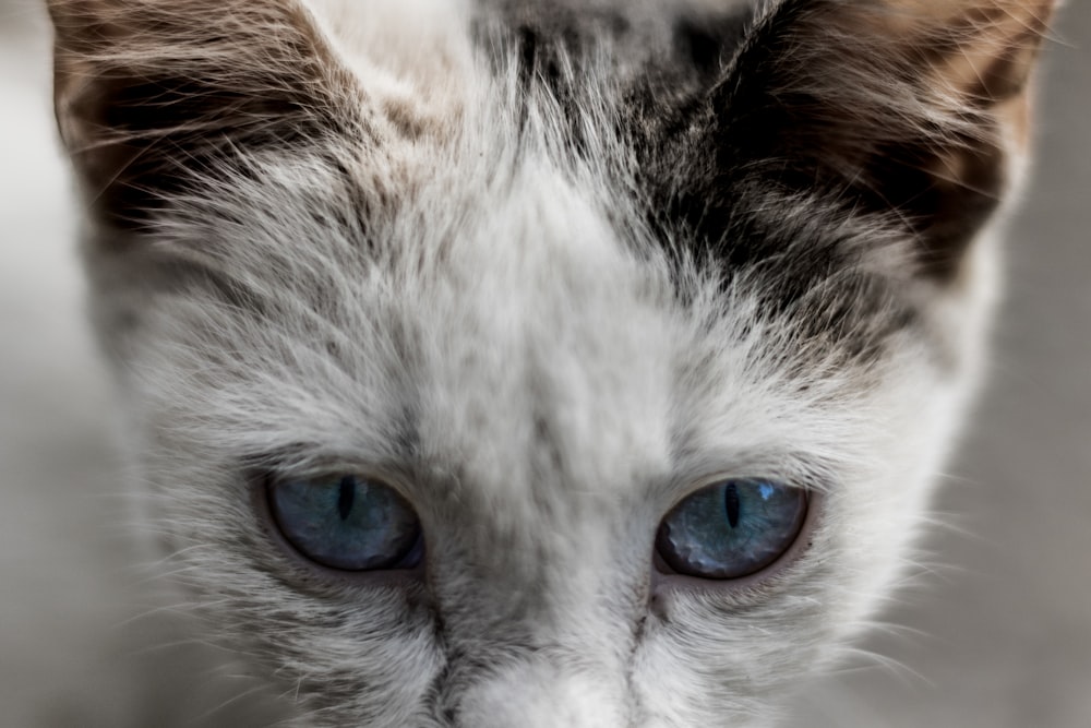 a close up of a cat with blue eyes