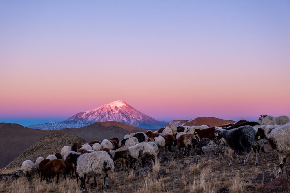 a herd of sheep standing on top of a grass covered hillside