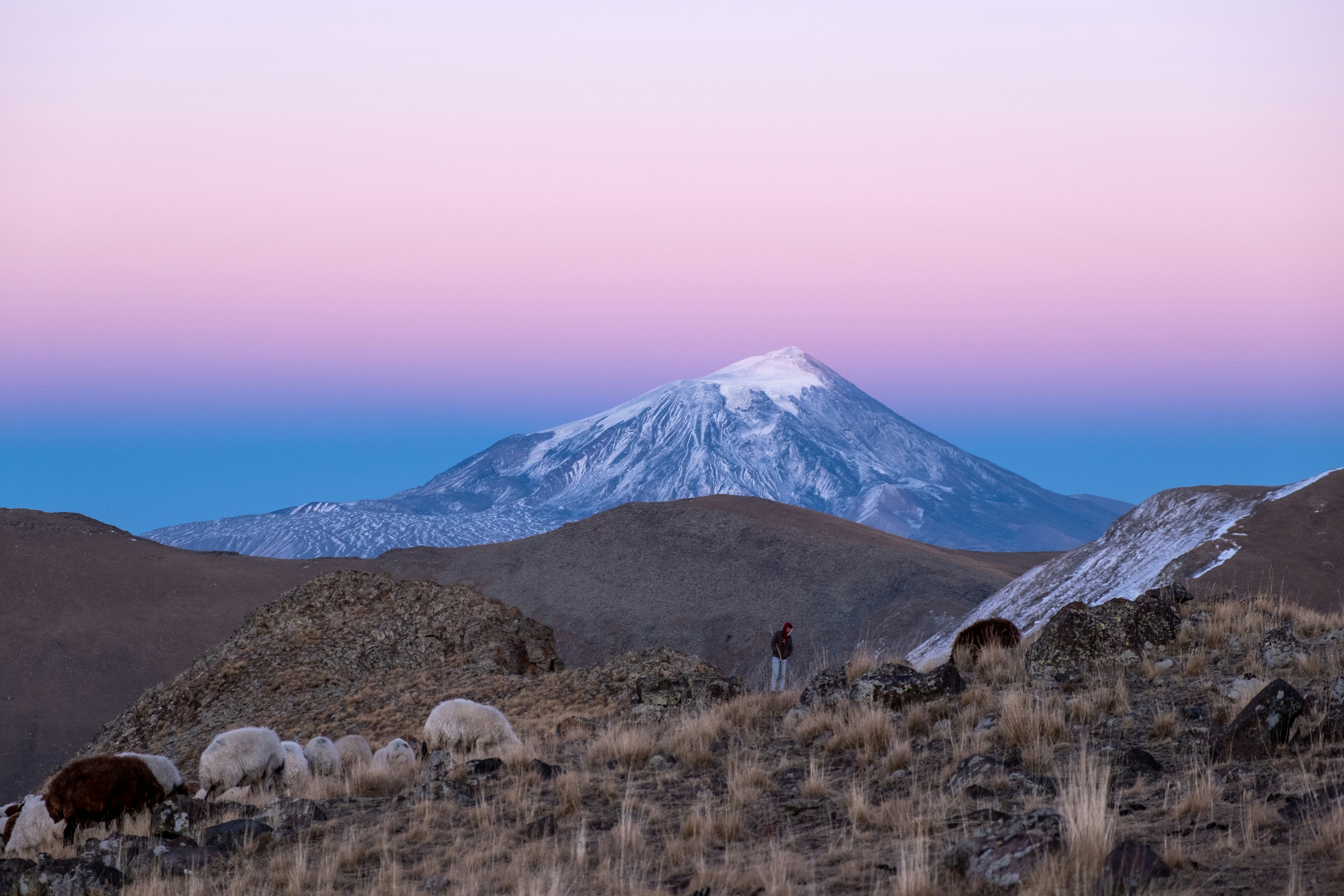 a herd of sheep grazing on a dry grass covered hillside