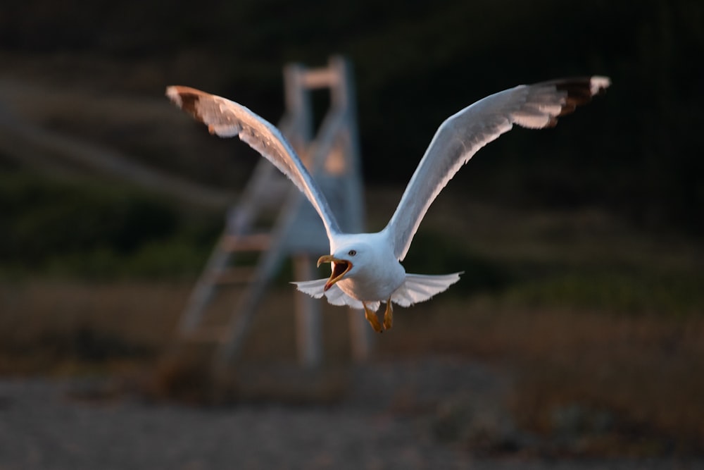 a white bird flying over a field next to a wooden structure