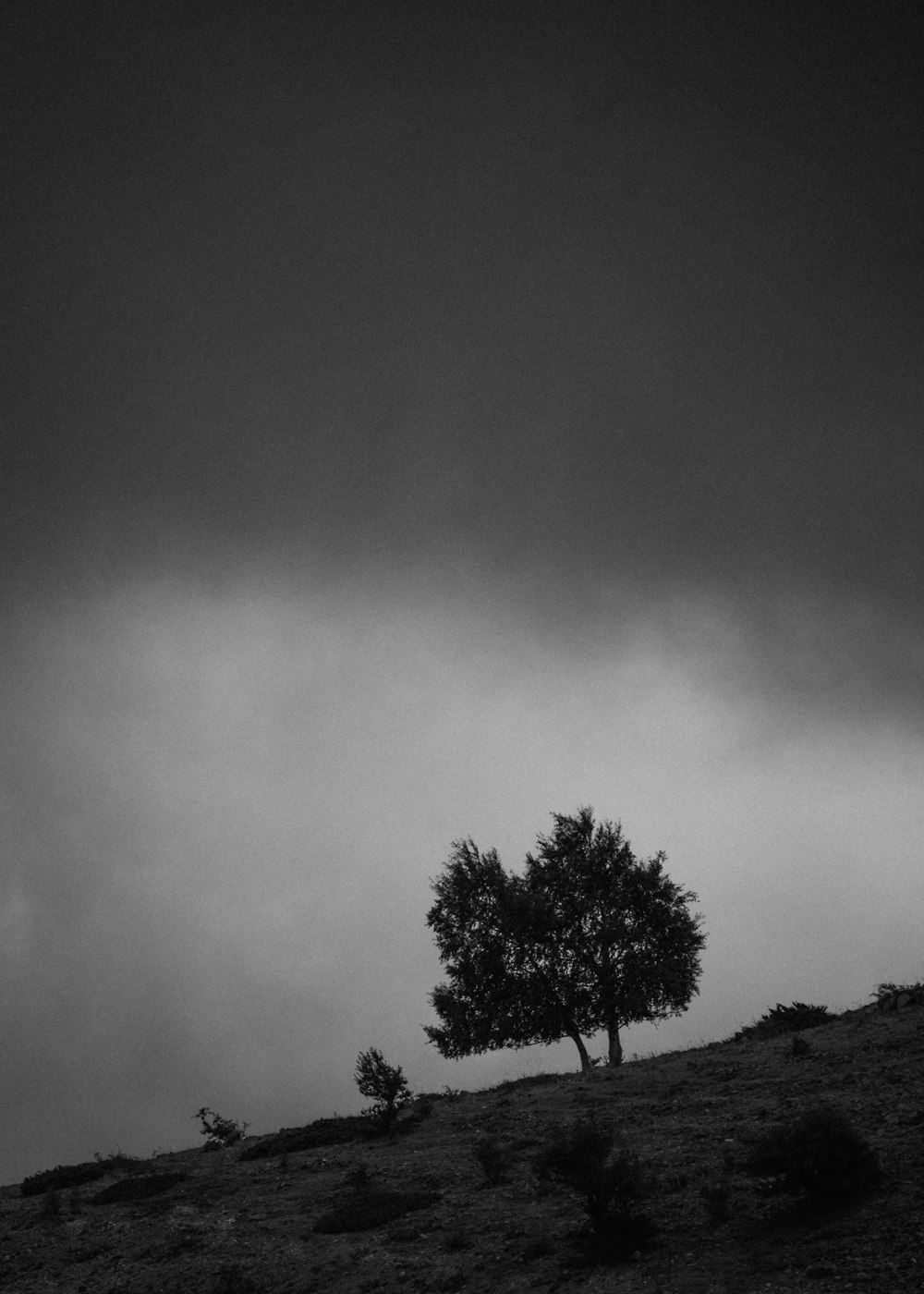 Un albero solitario seduto sulla cima di una collina sotto un cielo nuvoloso