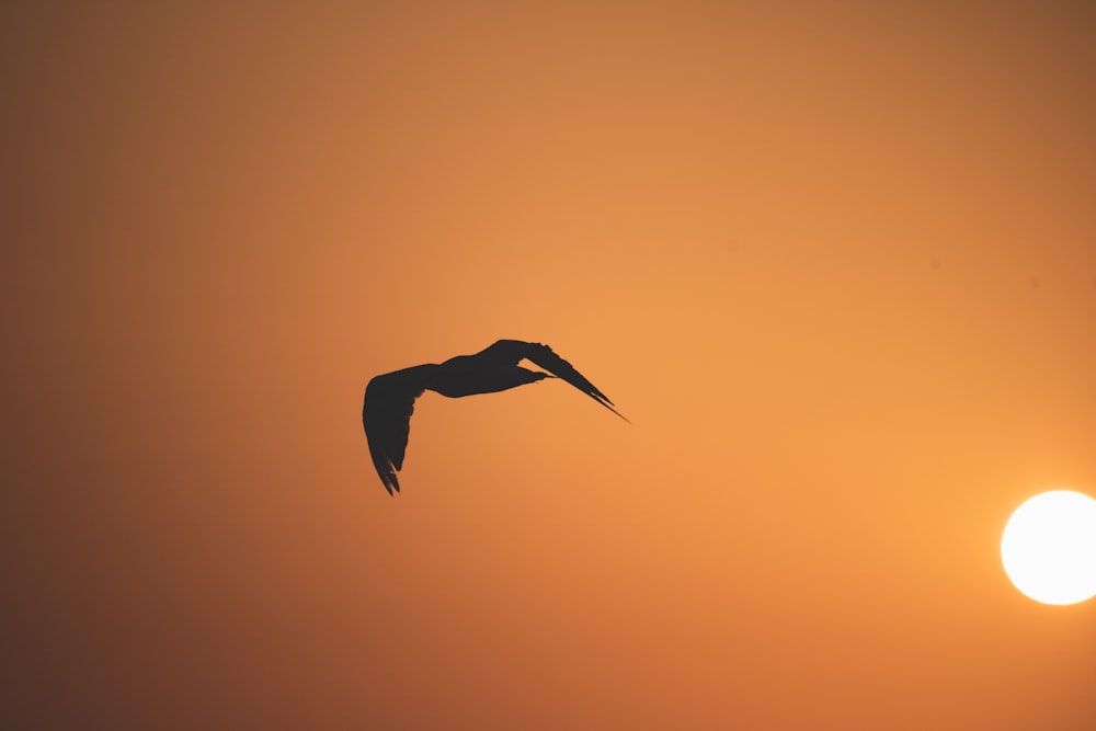 a bird flying in the sky at sunset