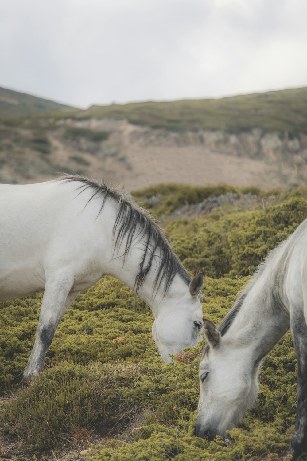 um par de cavalos que estão de pé na grama