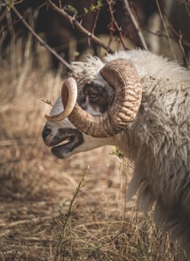 A close-up view of a ram with large, curved horns. The animal's wool is thick and textured, surrounded by dry grass and branches, creating a natural, earthy setting.