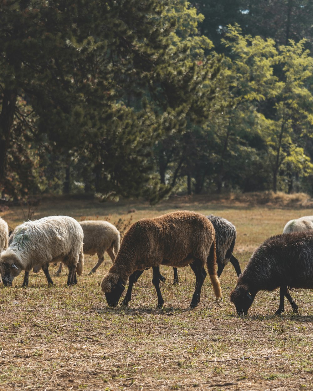 a herd of sheep grazing on a dry grass field