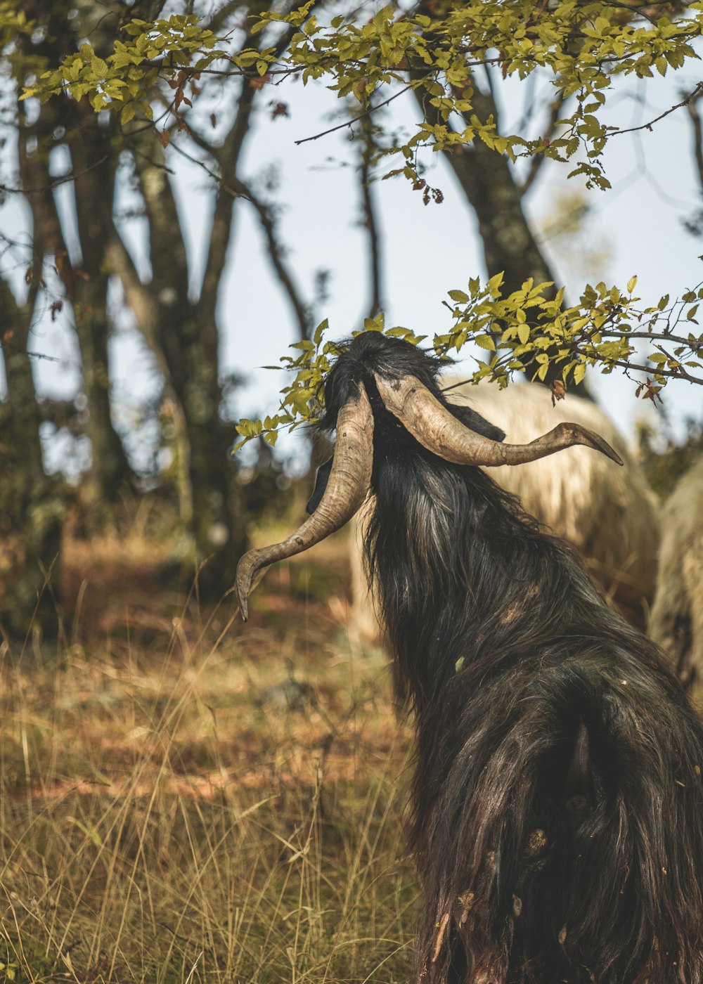 a goat with long horns standing in a field