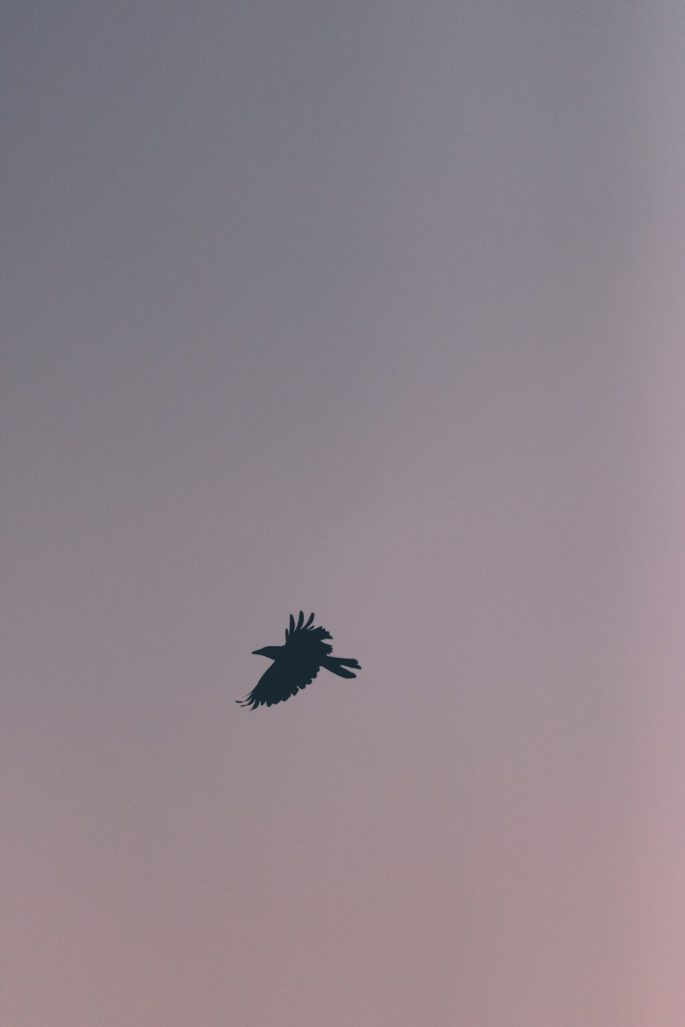a bird flying in the sky at dusk