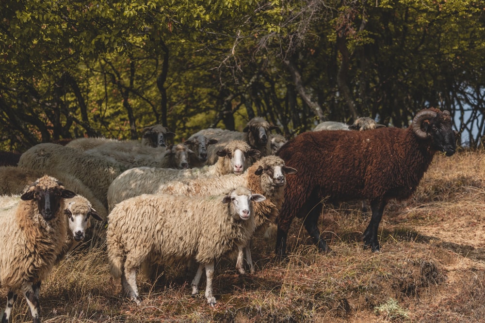 a herd of sheep standing on top of a dry grass field