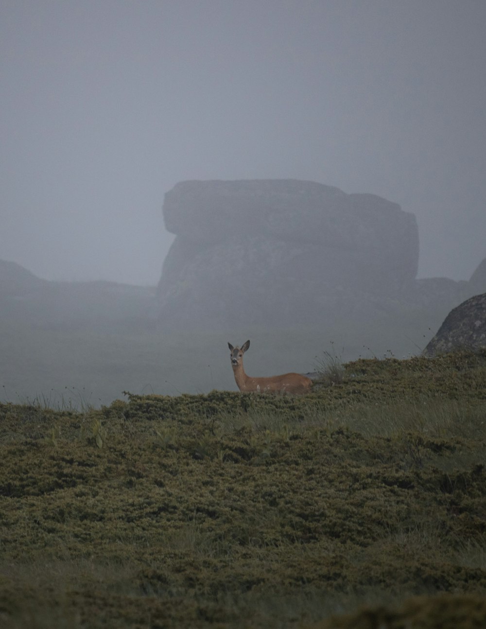 a deer is standing in a foggy field