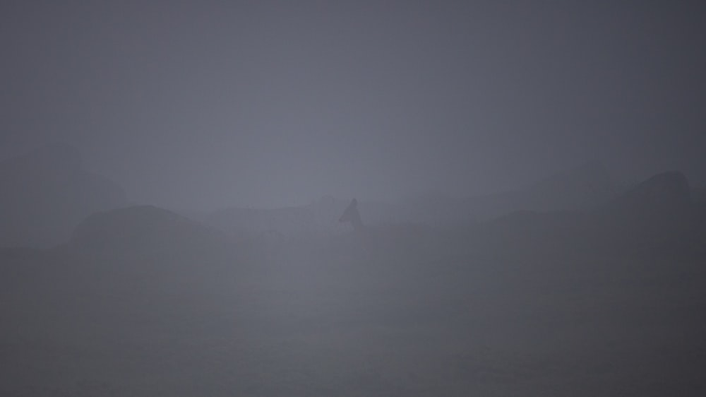 a foggy mountain with a lone bird in the foreground