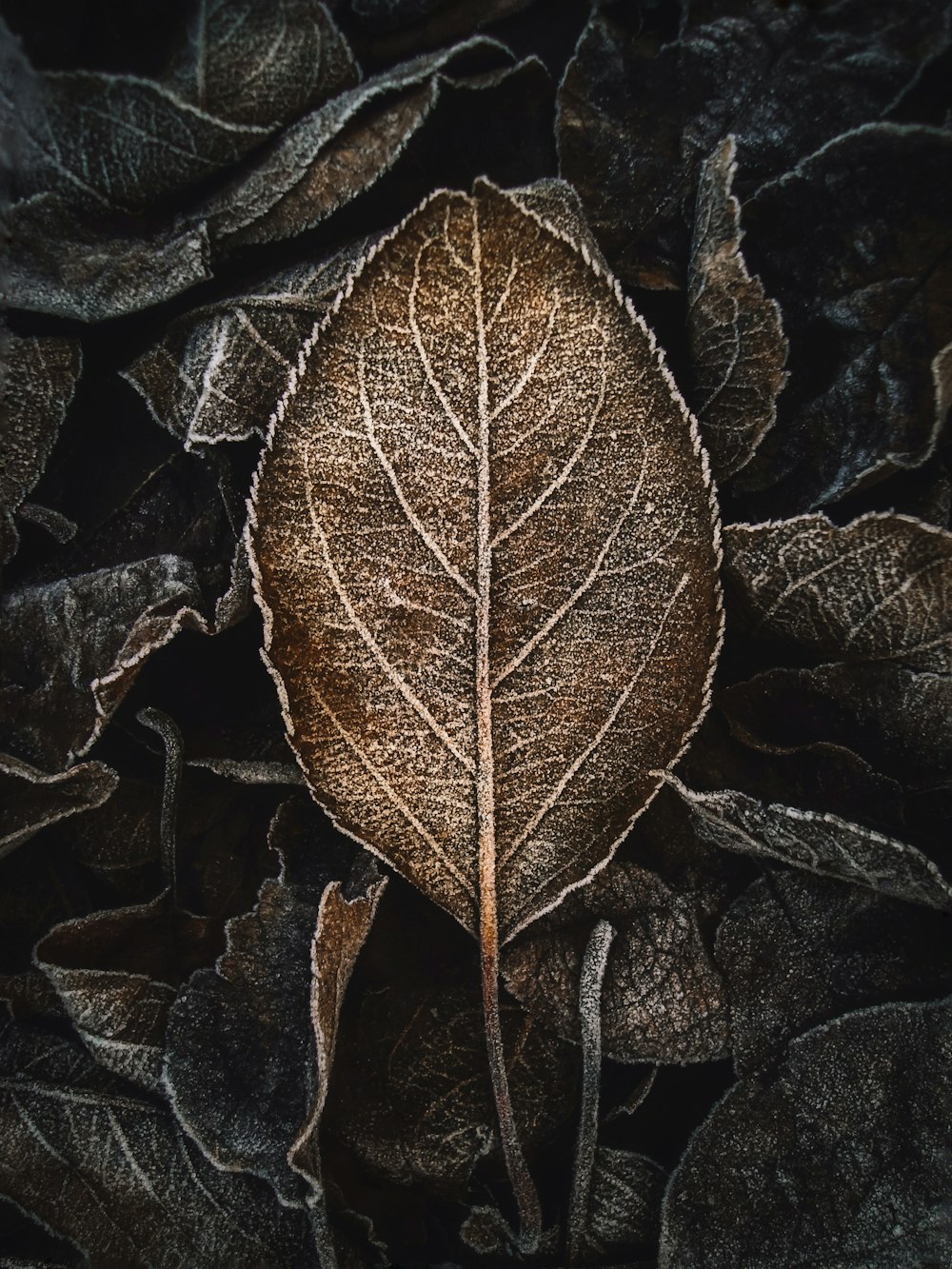 a close up of a leaf on a bed of leaves