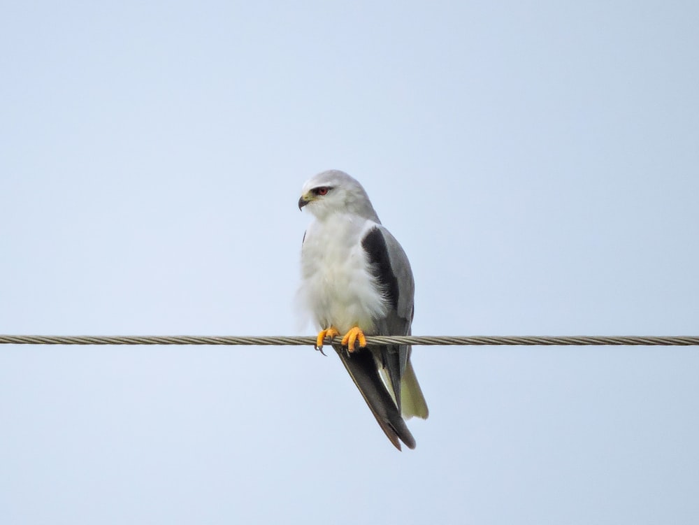 a bird sitting on top of a power line