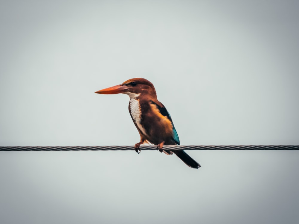 a bird sitting on a wire with a sky background