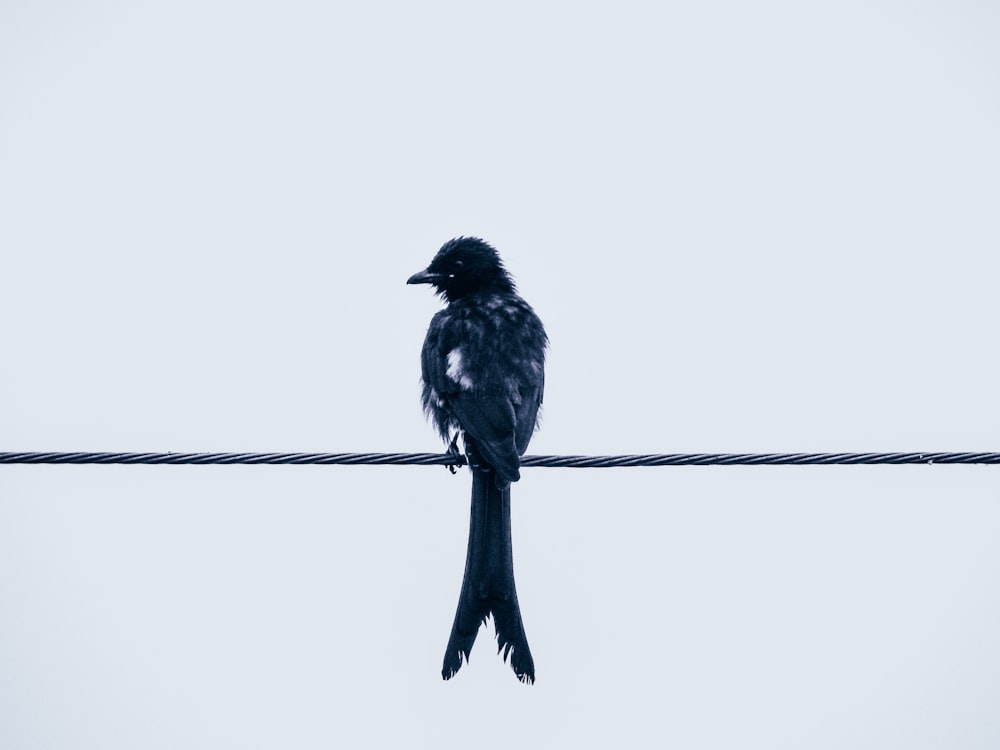 電力線の上に座っている黒い鳥
