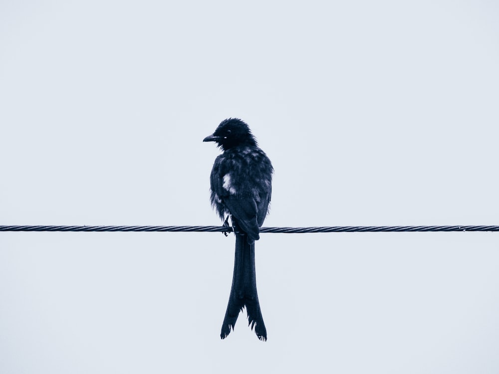 a black bird sitting on top of a power line