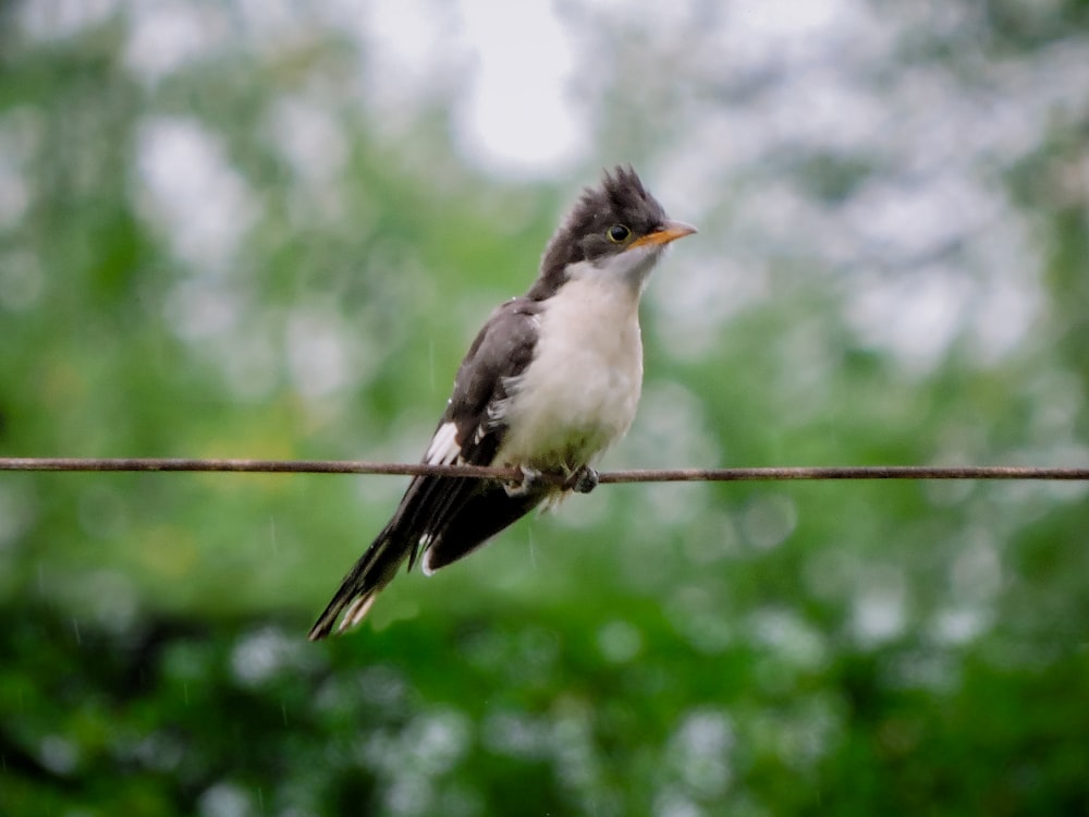 a small bird sitting on a wire with trees in the background