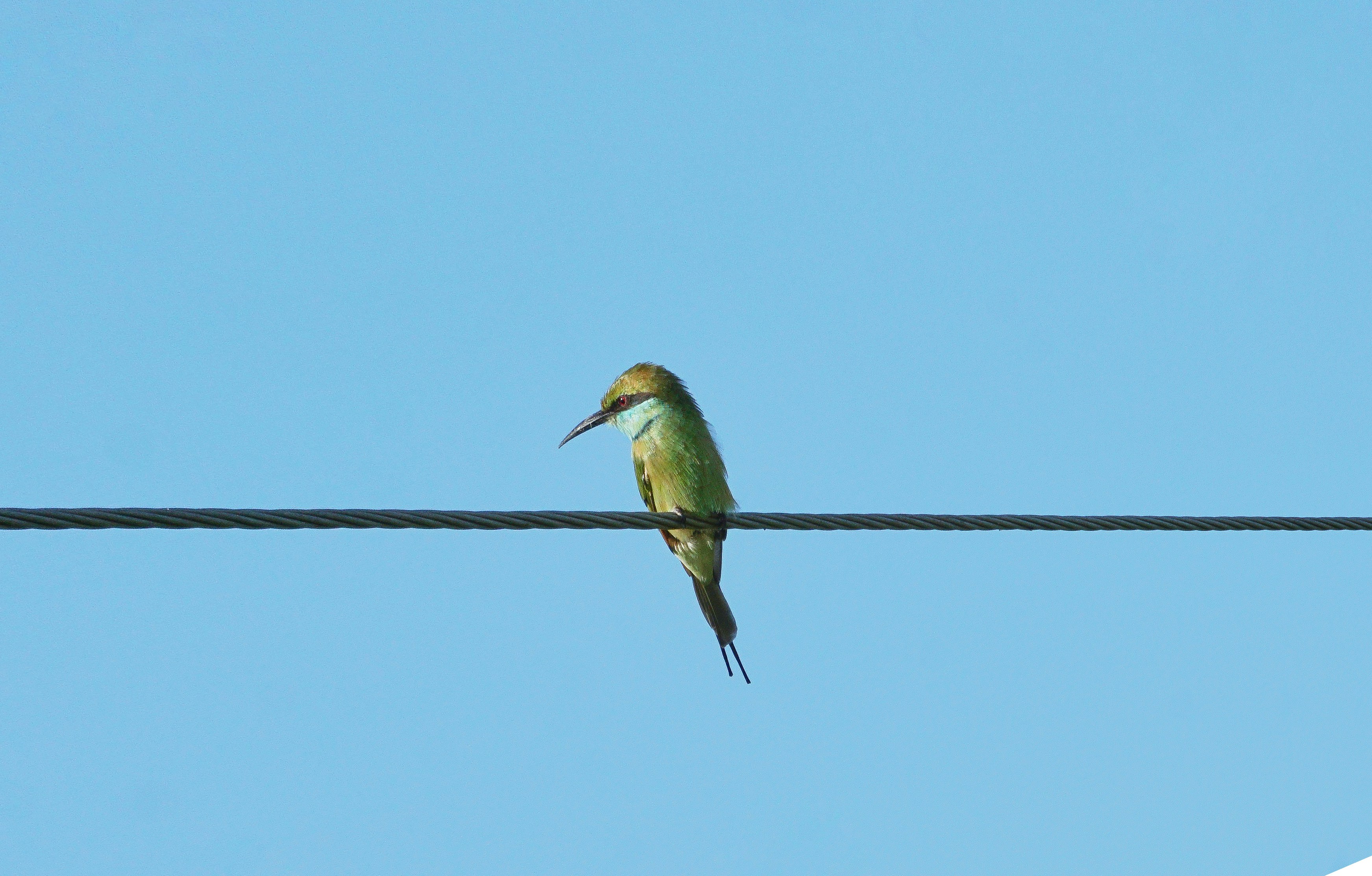 a small bird sitting on a wire with a sky background