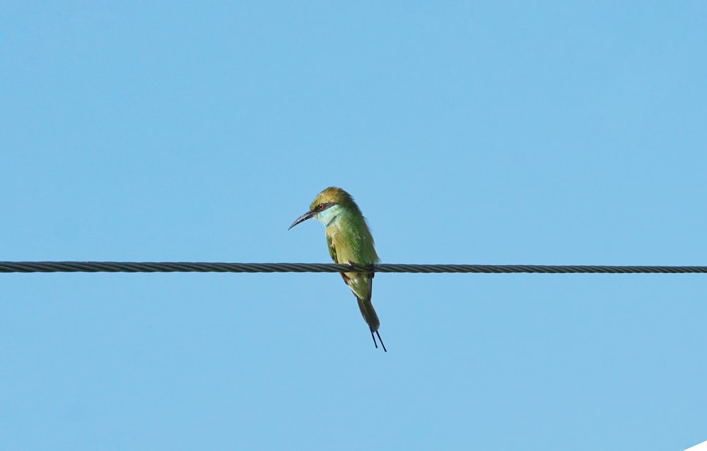 a small bird sitting on a wire with a sky background