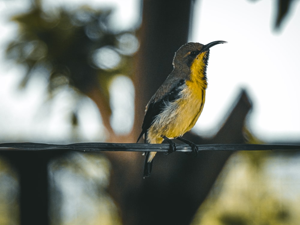 a small bird perched on a wire with trees in the background
