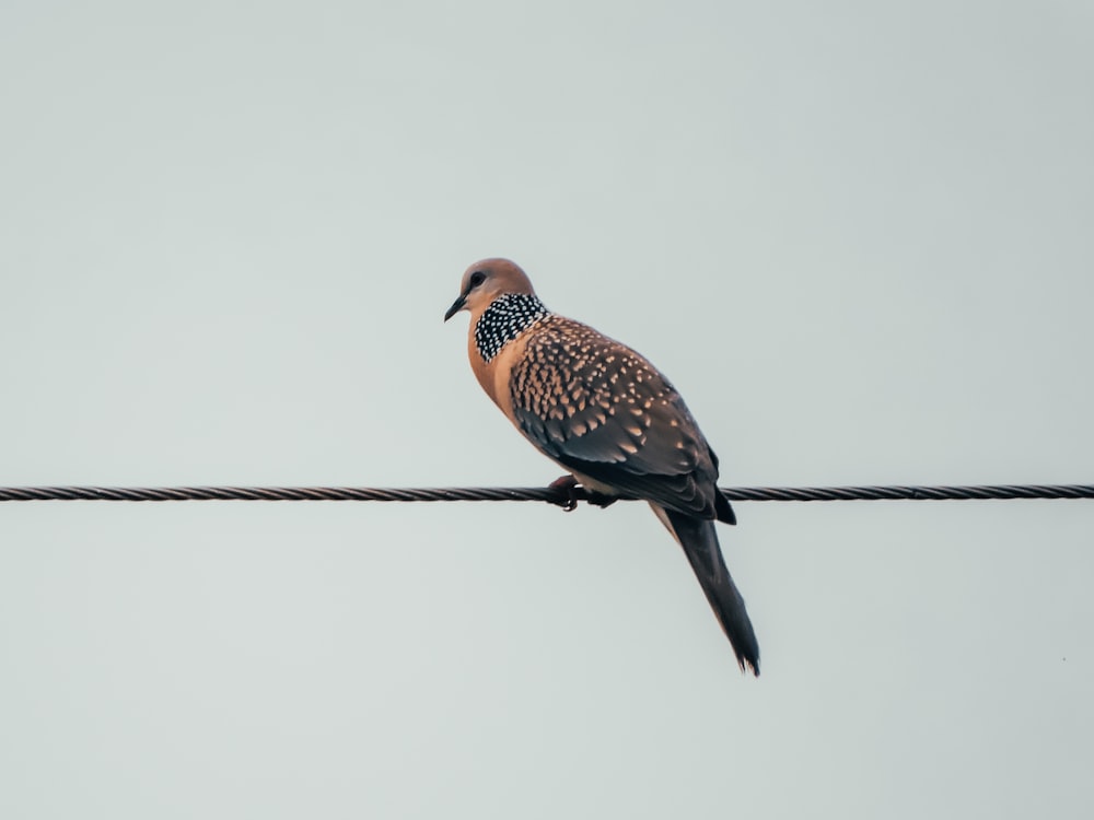 a bird sitting on a wire with a sky background