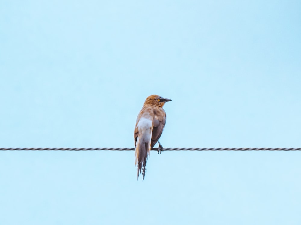 a bird sitting on a wire with a blue sky in the background