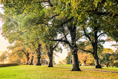 a park filled with lots of trees and green grass