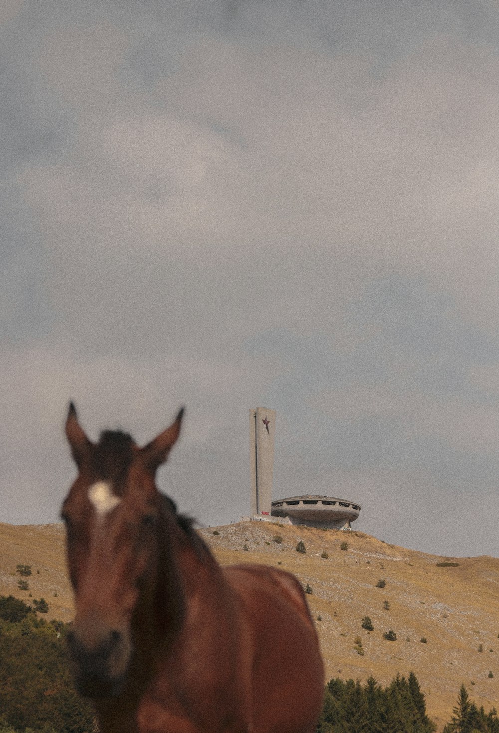 a brown horse standing on top of a lush green hillside