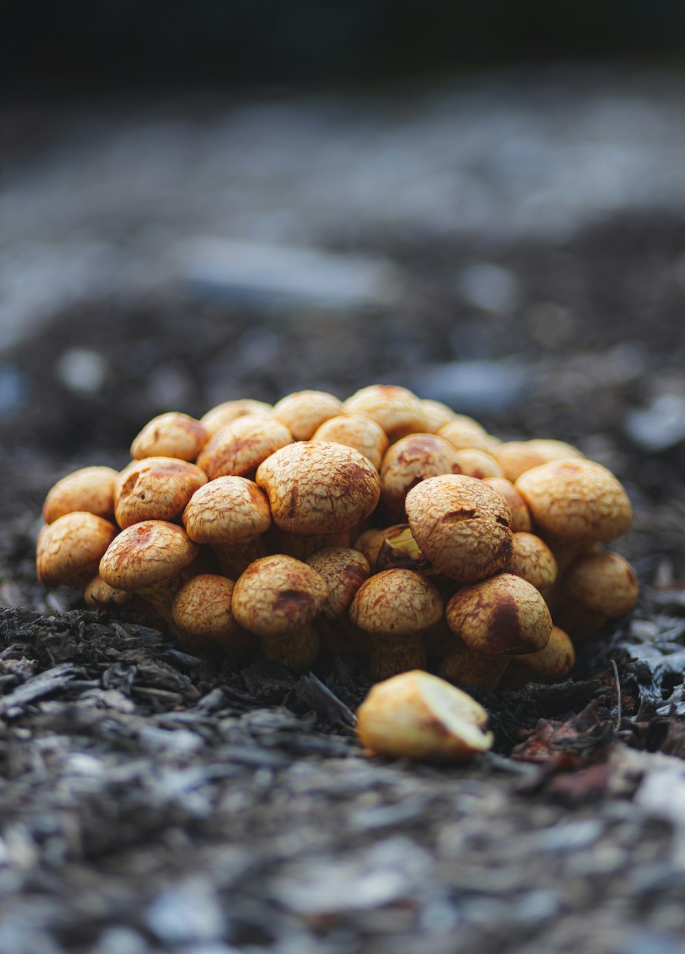 a pile of nuts sitting on the ground