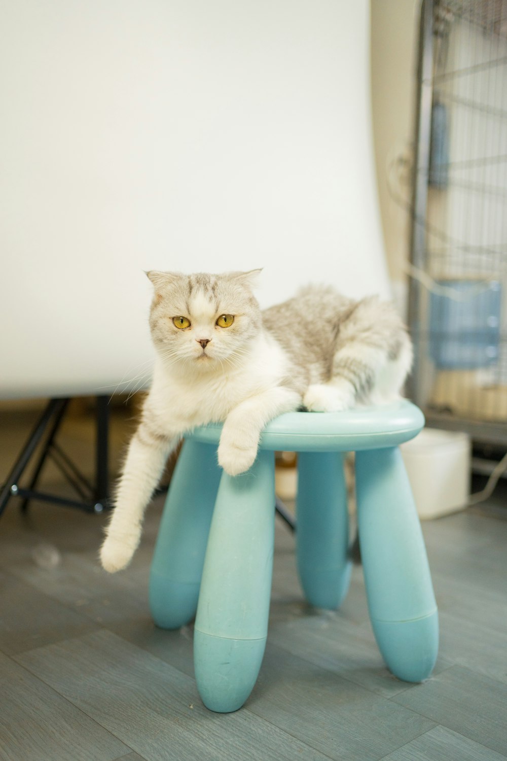a cat sitting on top of a blue stool