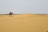 a man riding a camel in the desert