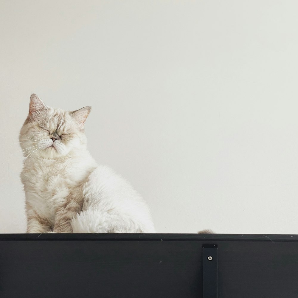 a white cat sitting on top of a black shelf
