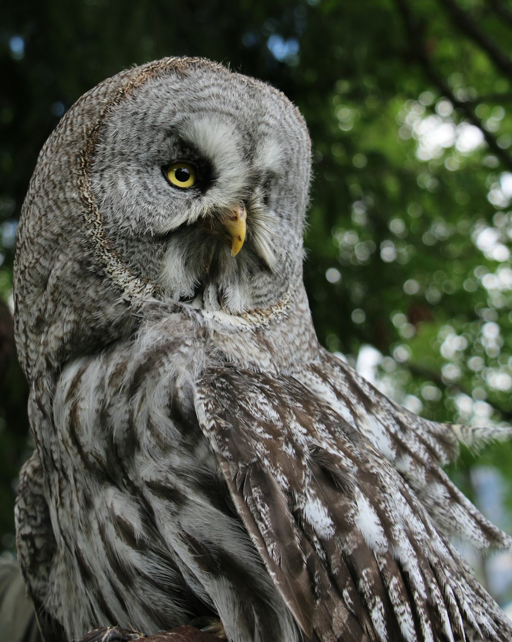 a close up of an owl on a tree branch