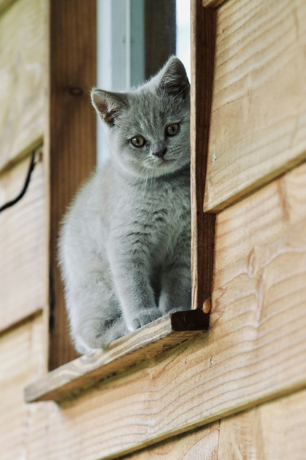 a small gray kitten sitting in a window sill